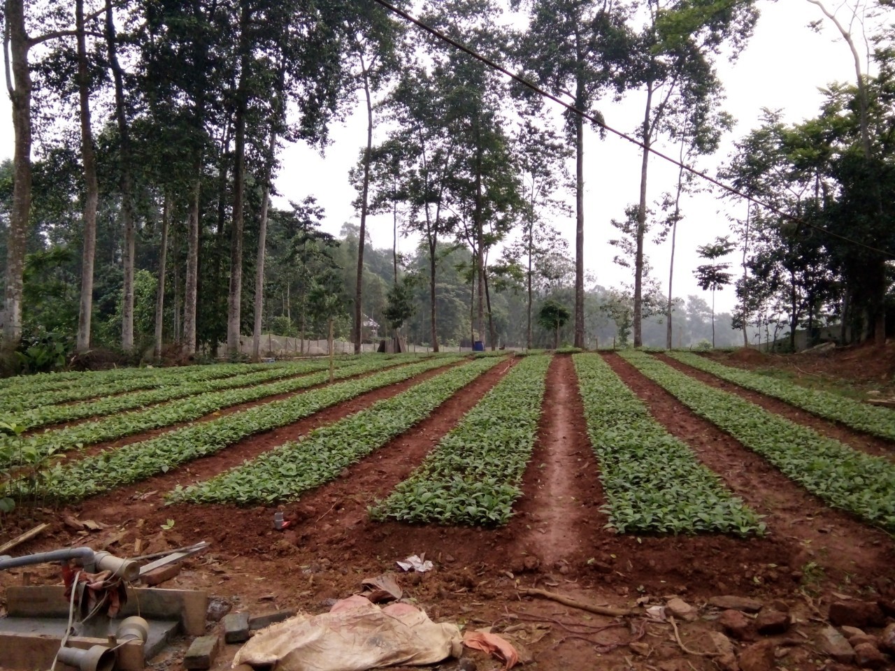 Cây dổi